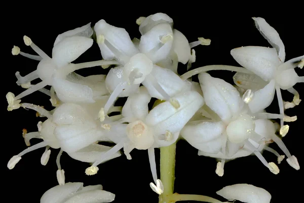 Майская Лилия Maianthemum Bifolium Инфляция Растет — стоковое фото