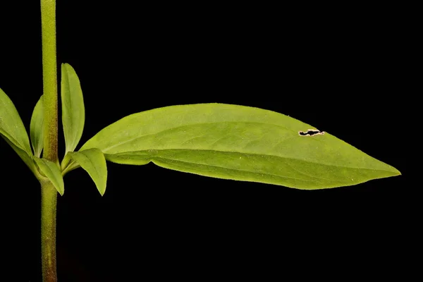 Soapwort Saponaria Officinalis Closeup Folha — Fotografia de Stock