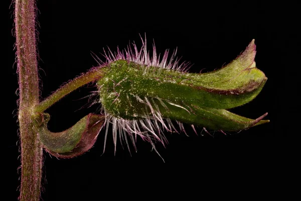 한국어 페르야 Perilla Frutescens Closeup — 스톡 사진