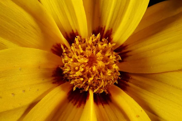 Semi Biglietto Fiore Grande Coreopsis Grandiflora Fioretti Disco Primo Piano — Foto Stock