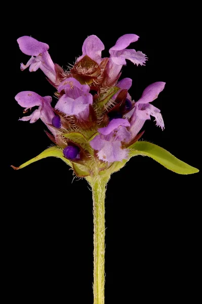 Prunella Vulgaris Закриття Підлоги — стокове фото