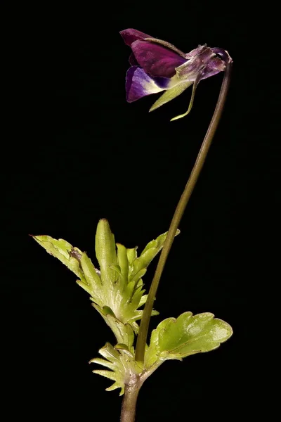 Wild Pansy (Viola tricolor). Habit