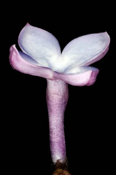 Lilac Syringa Vulgaris Flower Closeup — Stock Photo, Image