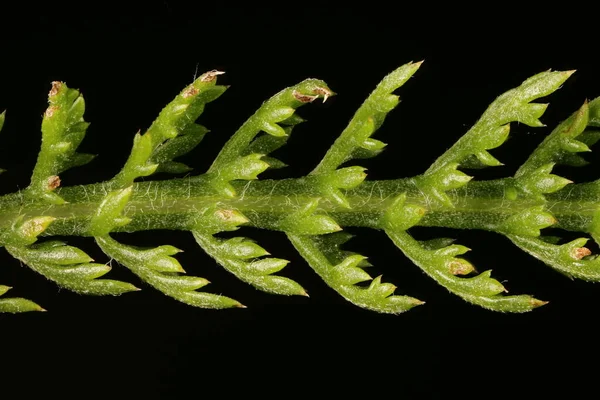 Yarrow Achillea Millefolium Detailní Záběr Listu — Stock fotografie