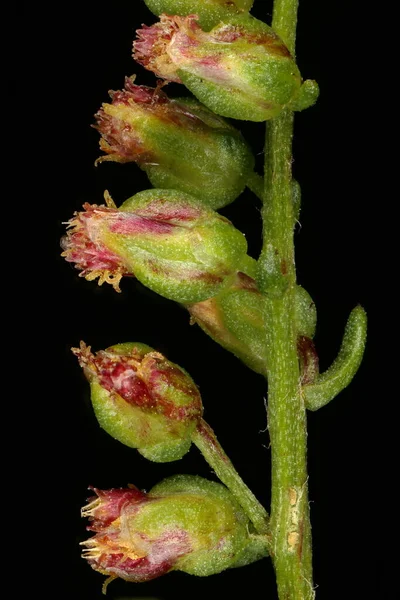 Malört Artemisia Campestris Närbild Capitula — Stockfoto