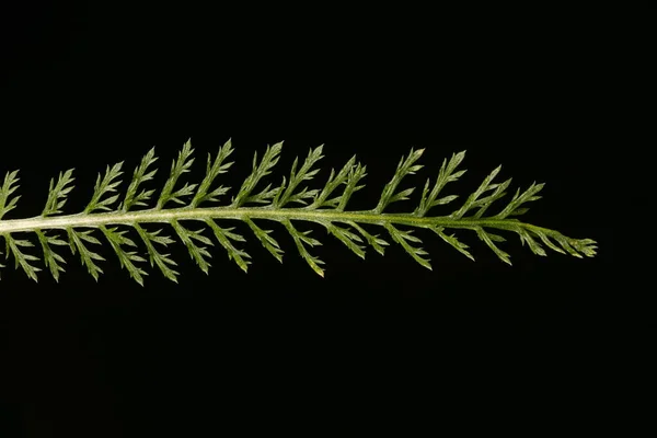 Arrow Achillea Millefolium Feuille Gros Plan — Photo