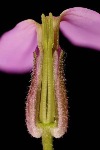 Dame Apos Violet Hesperis Matronalis Coupe Transversale Des Fleurs — Photo