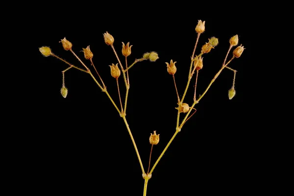 Mısır Spurrey (Spergula arvensis). İnfructescence Yakın çekim