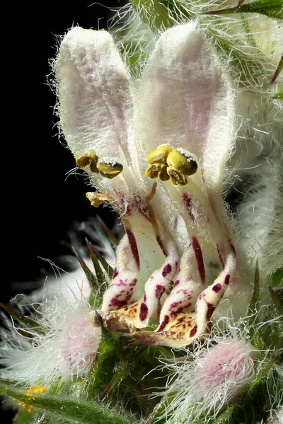 Lobed Motherwort Leonurus Quinquelobatus 꽃봉오리 — 스톡 사진