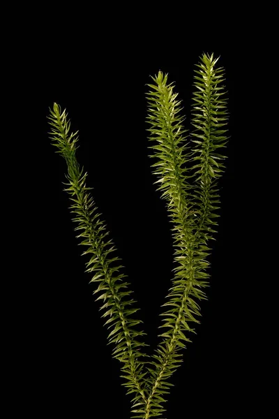 Kesilmiş Clubmoss Lycopodium Nototinum Alışkanlık — Stok fotoğraf