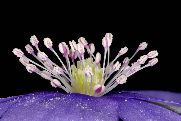 Leberblümchen Hepatica Nobilis Stempel Und Halsbänder Nahaufnahme — Stockfoto