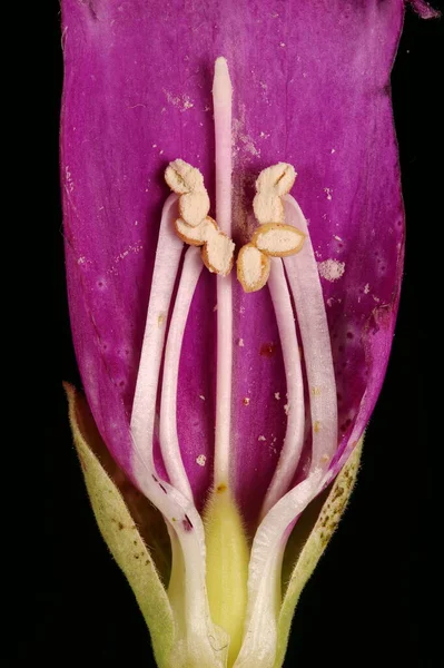 Foxglove Digitalis Purpurea Pistil Stamens Closeup — стокове фото
