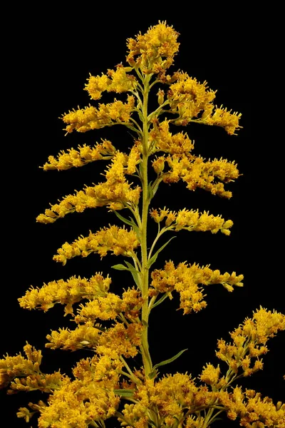 Caña Oro Canadiense Solidago Canadensis Inflorescencia Detalle Primer Plano —  Fotos de Stock