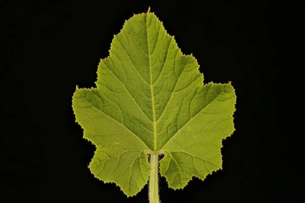 Pumpkin Cucurbita Maxima Leaf Closeup — Stock Photo, Image