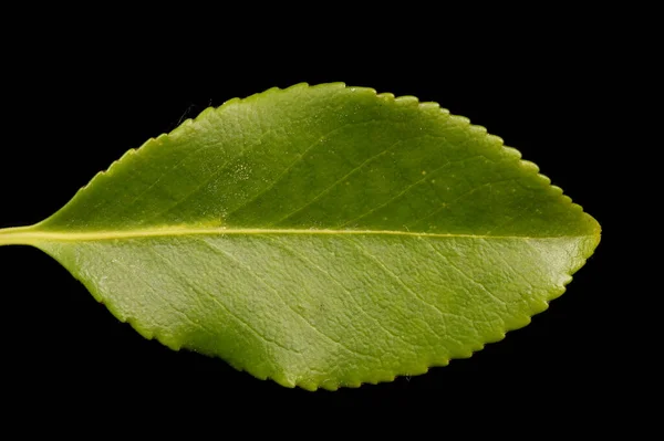 Fortune Apos Spindle Euonymus Fortunei Primeros Planos Hoja — Foto de Stock