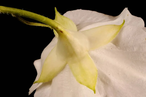 Mock Orange Filadelphus Coronarius Engelsk Calyx Closeup – stockfoto