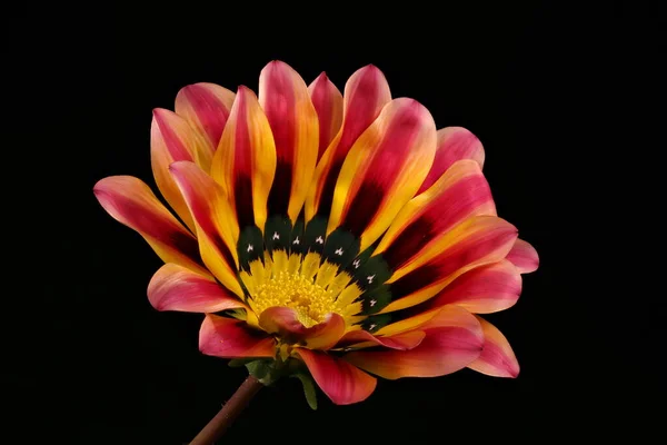 Fleur Trésor Gazania Rigens Capitulum Fleuri Gros Plan — Photo