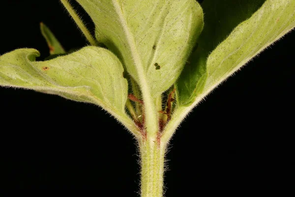 Tečkovaný Loosestrife Lysimachia Punctata Detailní Záběr Listu — Stock fotografie