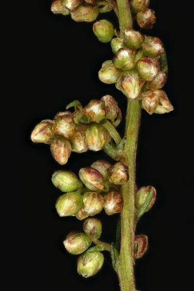 Field Wormwood Artemisia Campestris Capitula Closeup — Stock Photo, Image