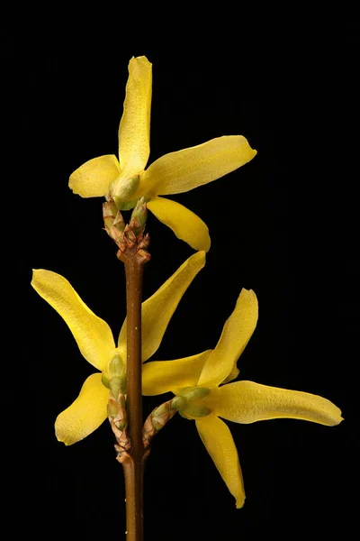 Forsythia Bahçesi Forsythia Intermedia Enfeksiyon Yakın Çekim — Stok fotoğraf