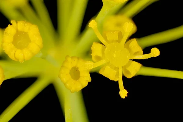 Dill Anethum Graveolens Flores Fechar — Fotografia de Stock