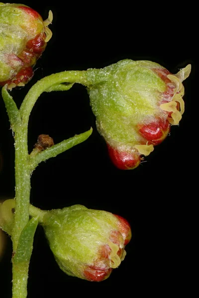 Таррагон Artemisia Dracunculus Розкриття Капітули — стокове фото