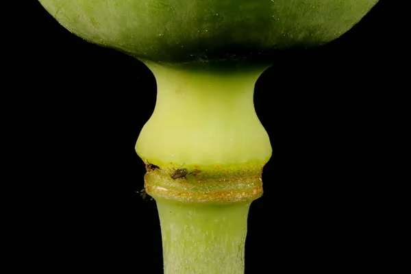 Opium poppy (Papaver somniferum). Fruit Base Closeup