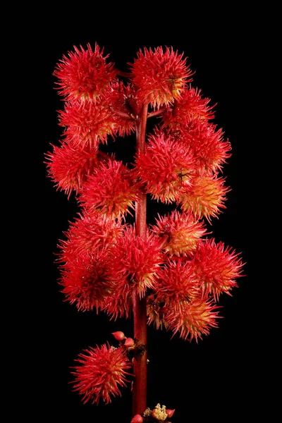 Castor-Oil Santrali (Ricinus Communis). İnfructescence Yakın çekim