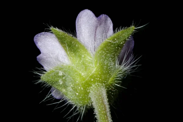 Småblommig Trana Apos Bill Geranium Pusillum Blomma Närbild — Stockfoto