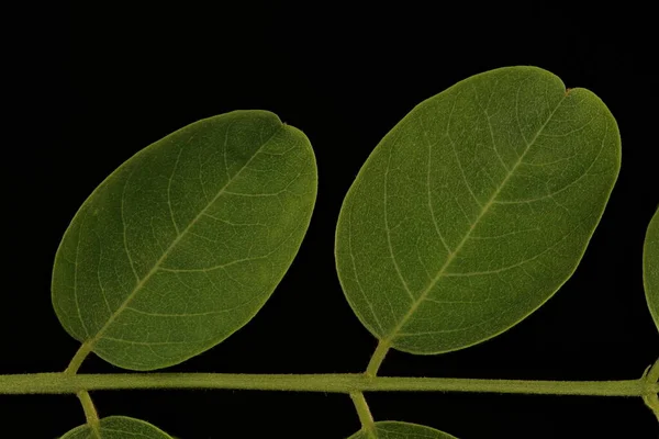 Falso Acacia Robinia Pseudoacacia Detalhe Folha Fechar — Fotografia de Stock