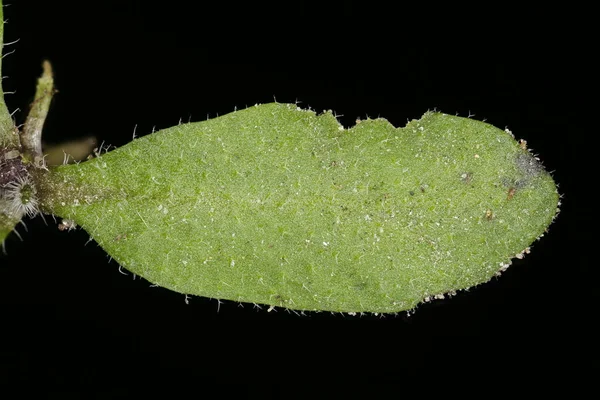 Тале Кресс Arabidopsis Thaliana Лист Крупным Планом — стоковое фото