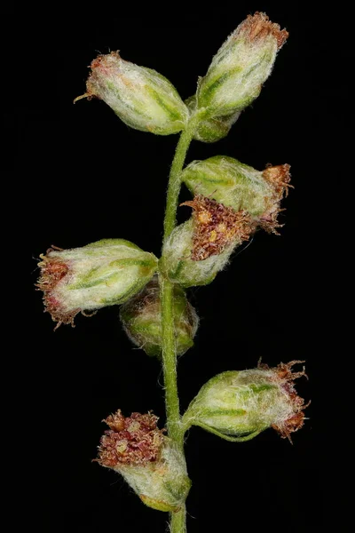 Mugwort Artemisia Vulgaris Capitula Closeup — 图库照片