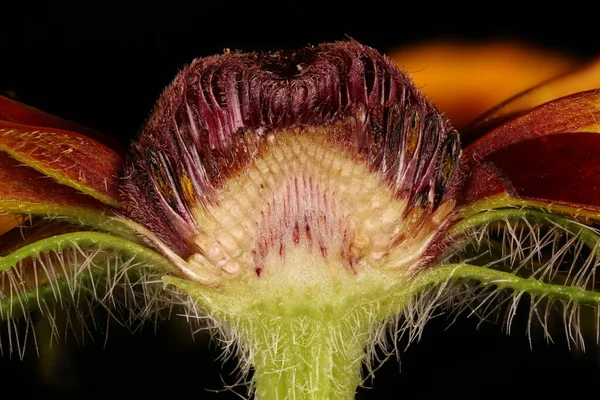 Susan Aux Yeux Noirs Rudbeckia Hirta Coupe Transversale Capitulum — Photo