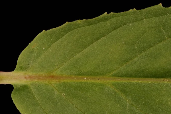 Marsh Willowherb Epilobium Palustre Leaf Detail Closeup —  Fotos de Stock
