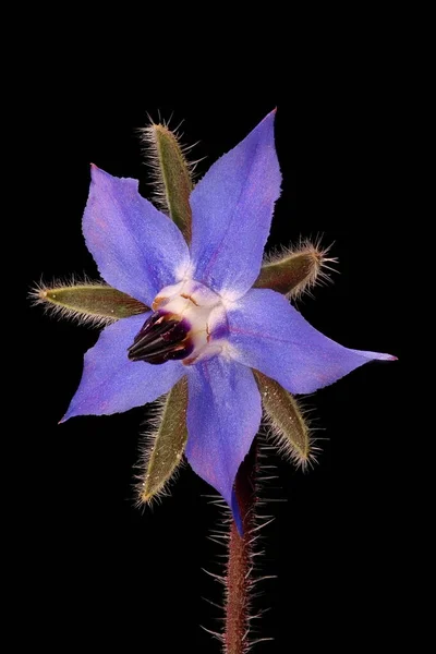 Borretsch Borago Officinalis Blume Nahaufnahme — Stockfoto
