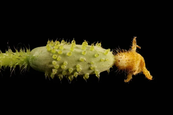 Cucumber Cucumis Sativus Young Fruit Closeup — Stock Photo, Image