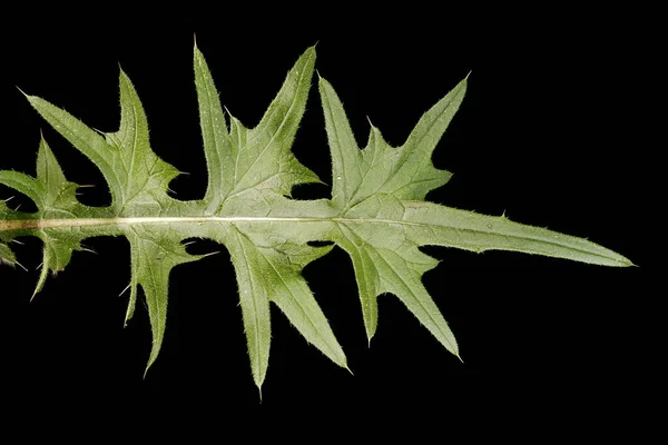 Spjutspetsen Cirsium Vulgare Bladnärbild — Stockfoto