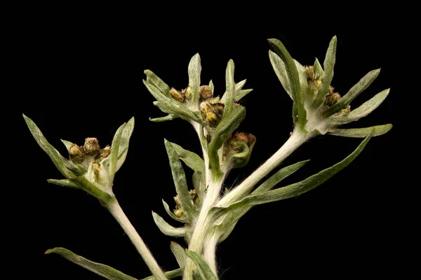 Marsh Cudweed Gnaphalium Uliginosum Inflorescencia Primer Plano — Foto de Stock
