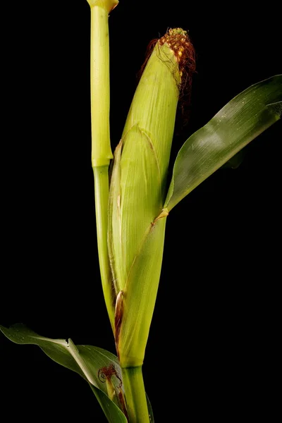 Mısır Zea Mays Nfructescence Yakın Çekim — Stok fotoğraf