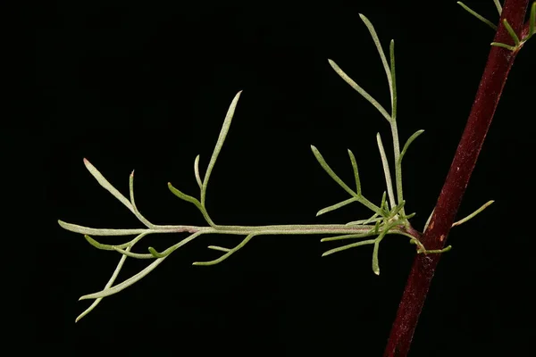 Полевой Полынь Artemisia Campestris Лист Крупным Планом — стоковое фото