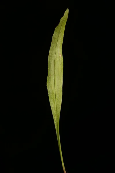 Ribwort Plantain Plantago Lanceolata Κλείσιμο Φύλλου — Φωτογραφία Αρχείου