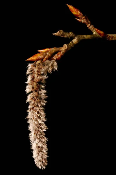 Aspen Populus Tremula Inflorescência Closeup — Fotografia de Stock