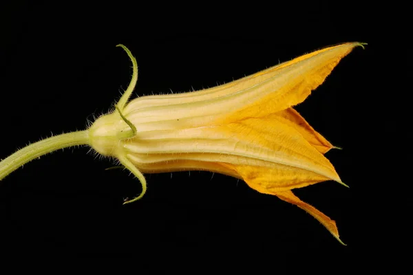 Lik Cucurbita Pepo Erkek Çiçek Kapanışı — Stok fotoğraf