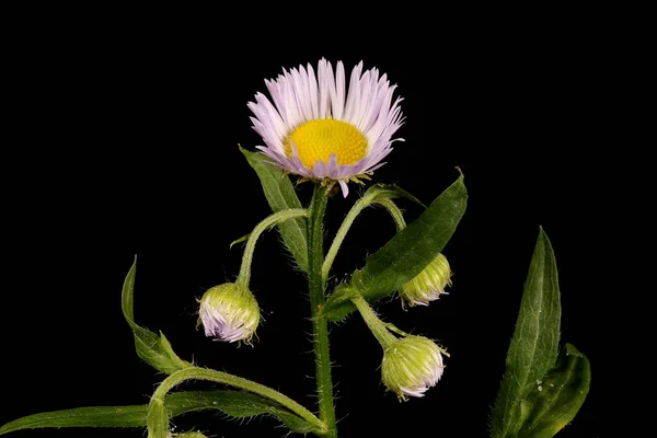 Tall Fleabane Erigeron Annuus Inflorescence Closeup — Stock Photo, Image