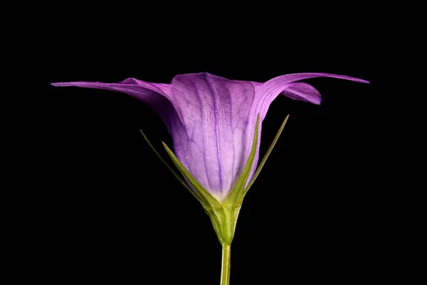 Spreading Bellflower Campanula Patula Flower Closeup — Stock Photo, Image