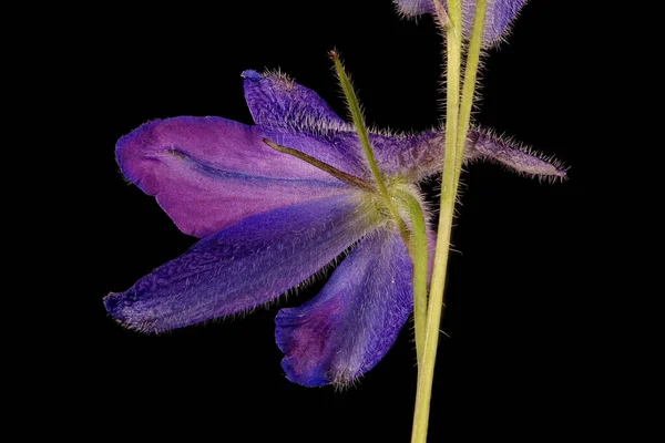 Delphinium Delphinium Cultorum Flower Closeup — Stock Photo, Image