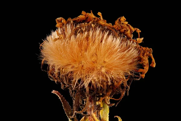 Hairy Michaelmas Daisy Symphyotrichum Novae Angliae Primer Plano Del Capitulum — Foto de Stock