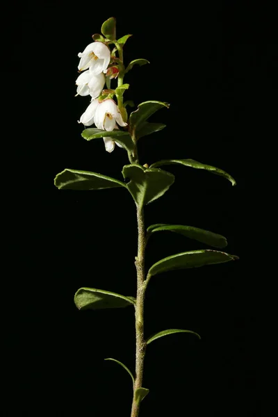 Żurawina Vaccinium Vitis Idaea Generał Habit — Zdjęcie stockowe