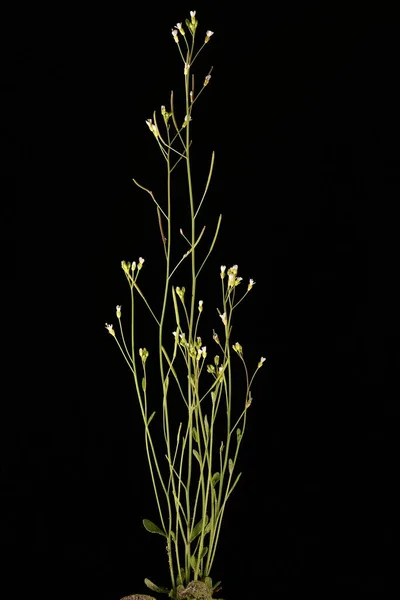 Thale Cress (Arabidopsis thaliana) Alışkanlık