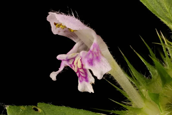 Common Hemp Ortle Galeopsis Tetrahit Fleur Gros Plan — Photo